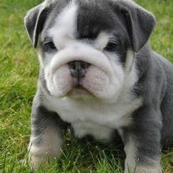 Luxury Pet Transport