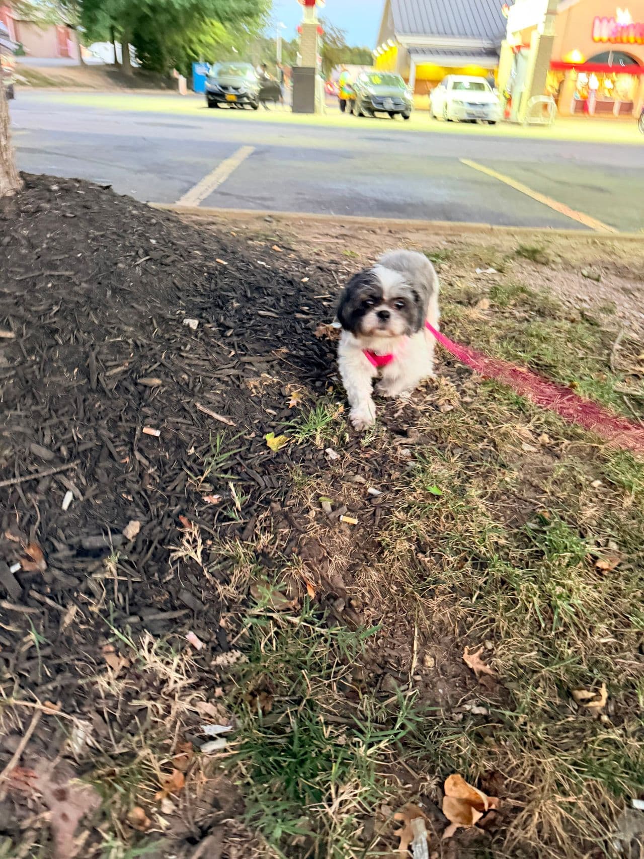 Pet travel photo 3
