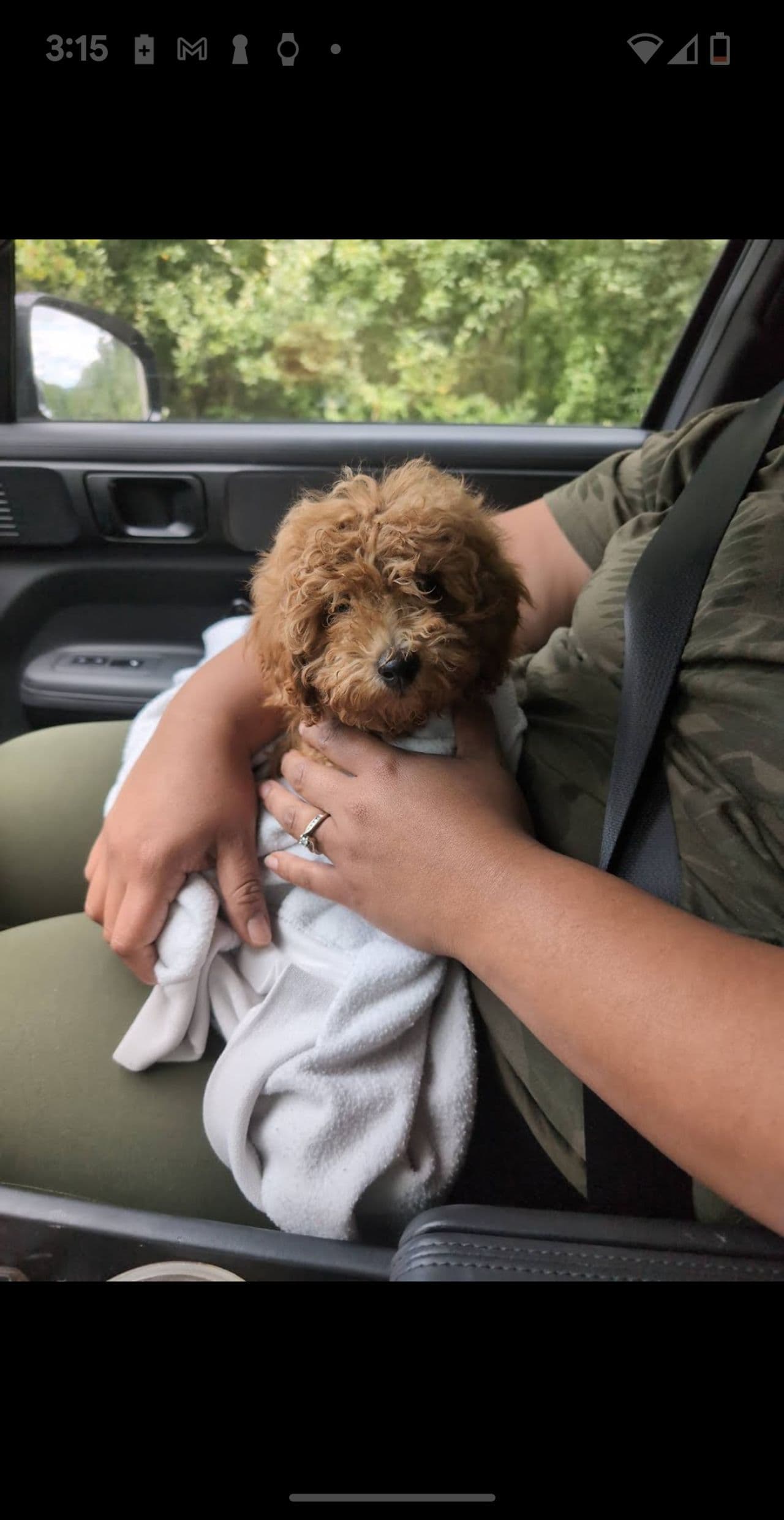 Pet travel photo 1