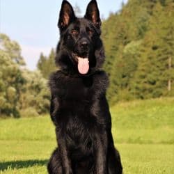 German Shepherd named Ikar