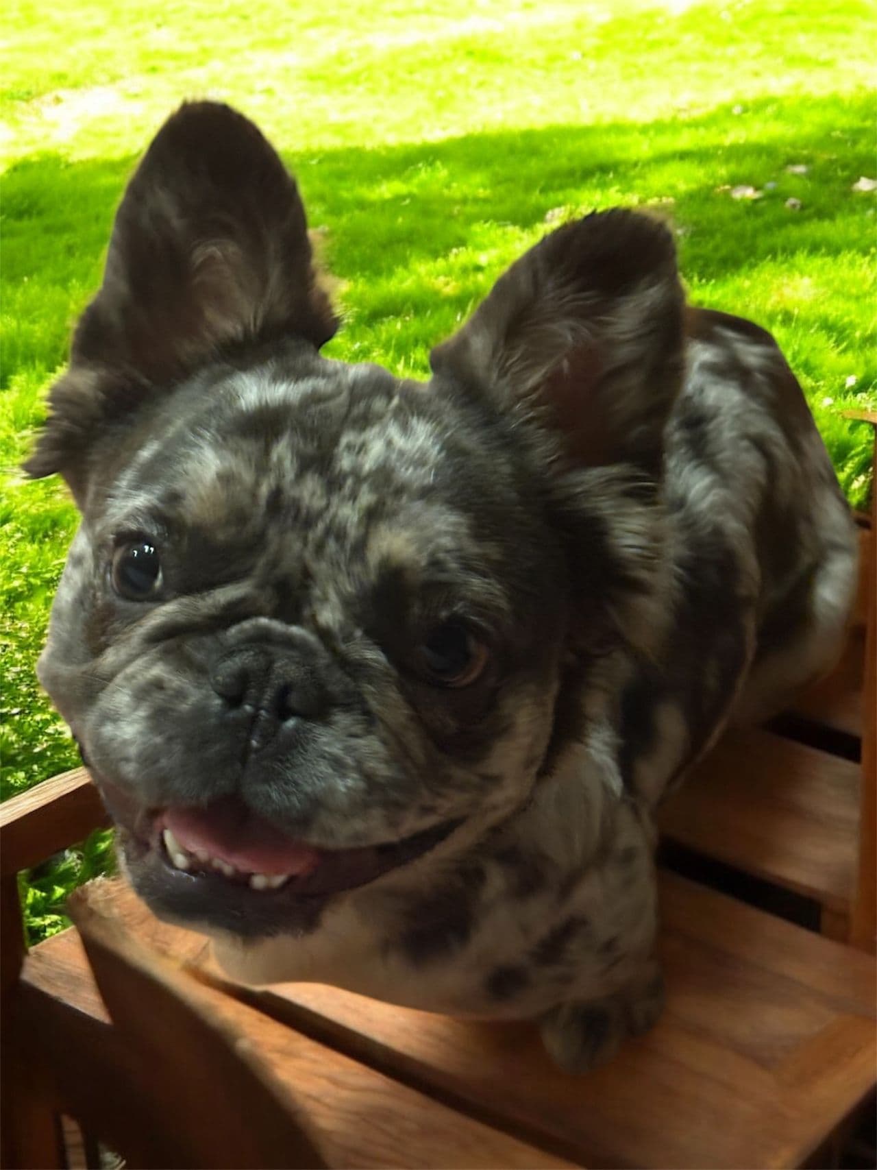 Pet travel photo 6