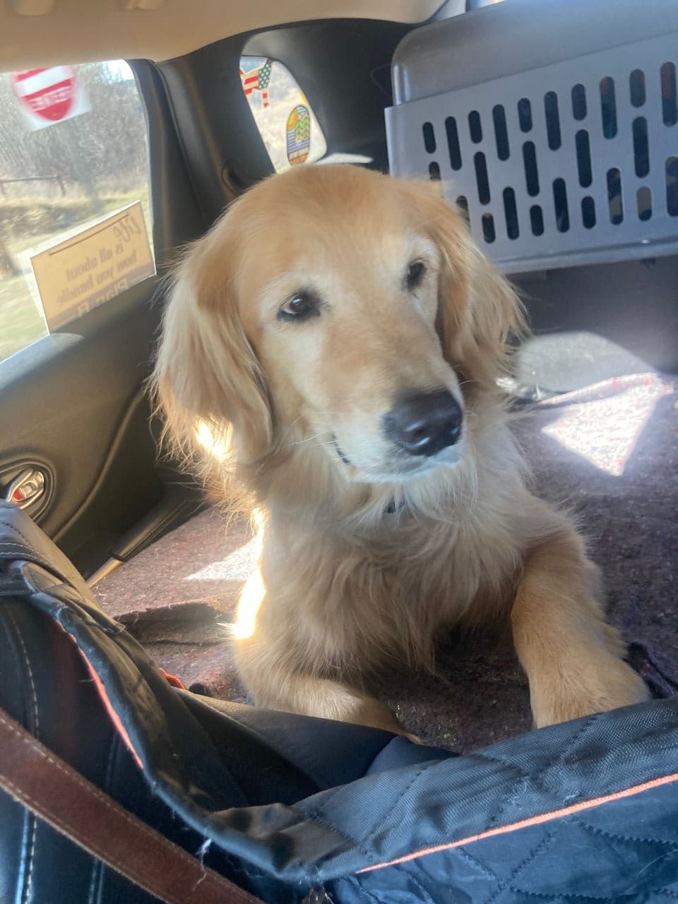 Pet travel photo 5