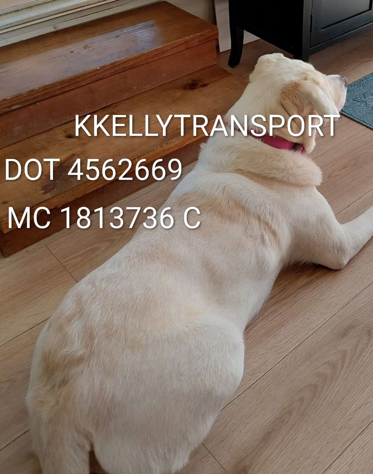 Pet travel photo 5
