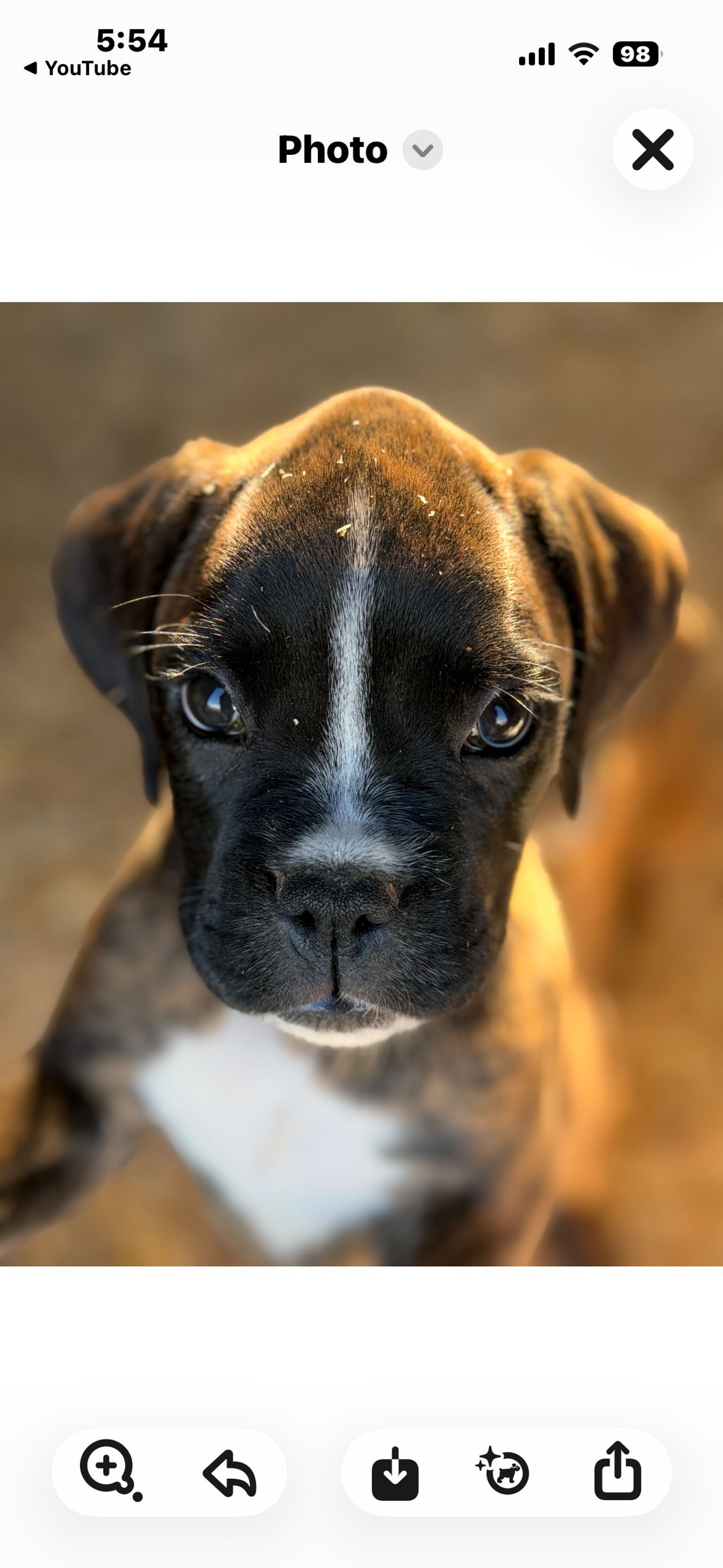 Pet travel photo 3