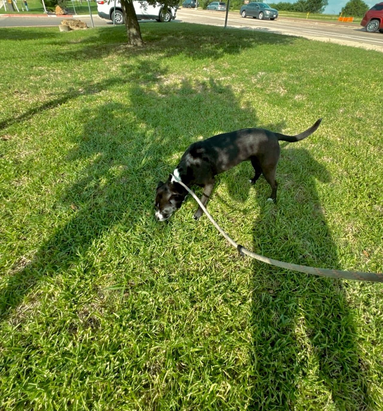 Pet travel photo 4