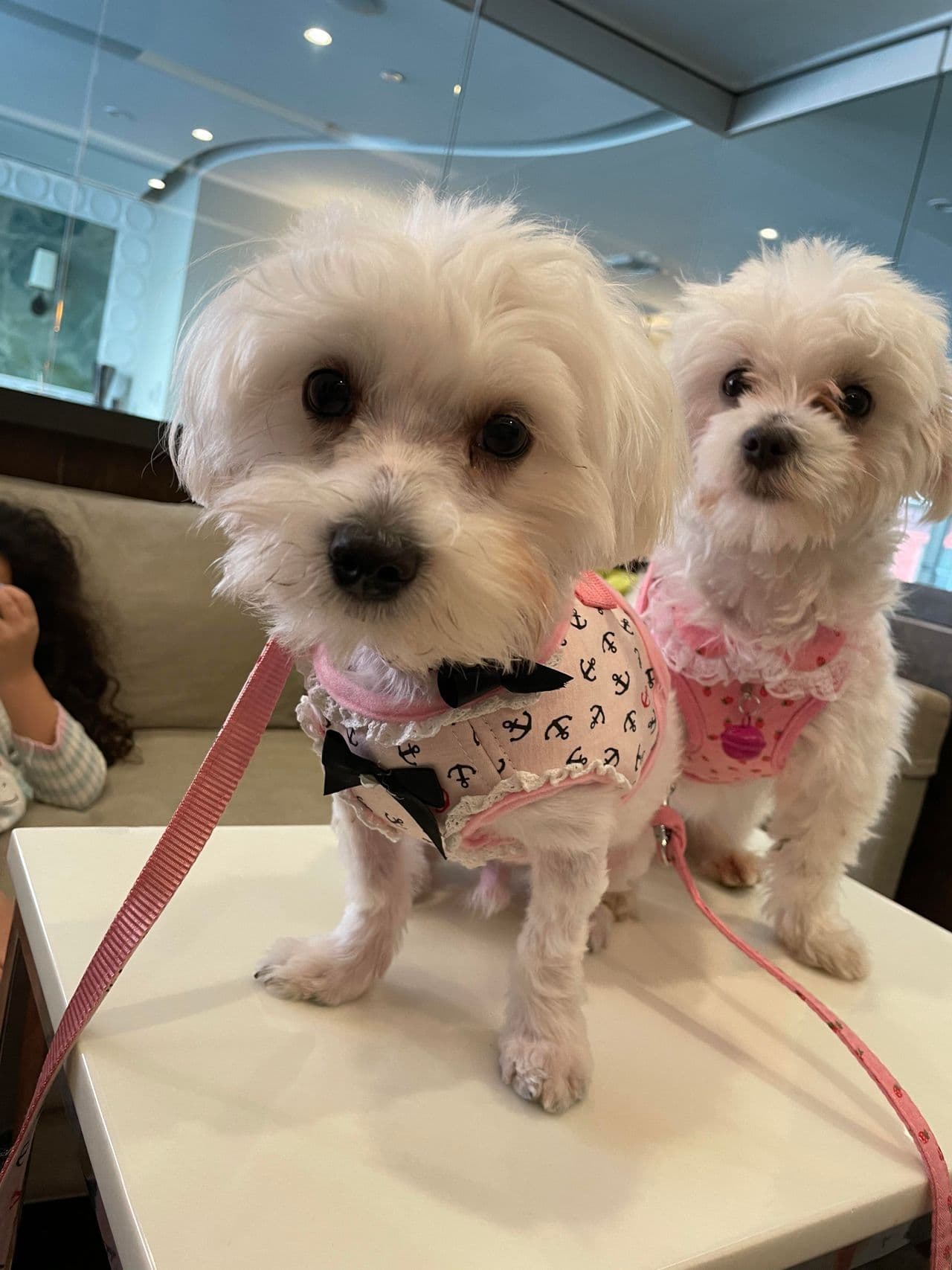 Pet travel photo 2