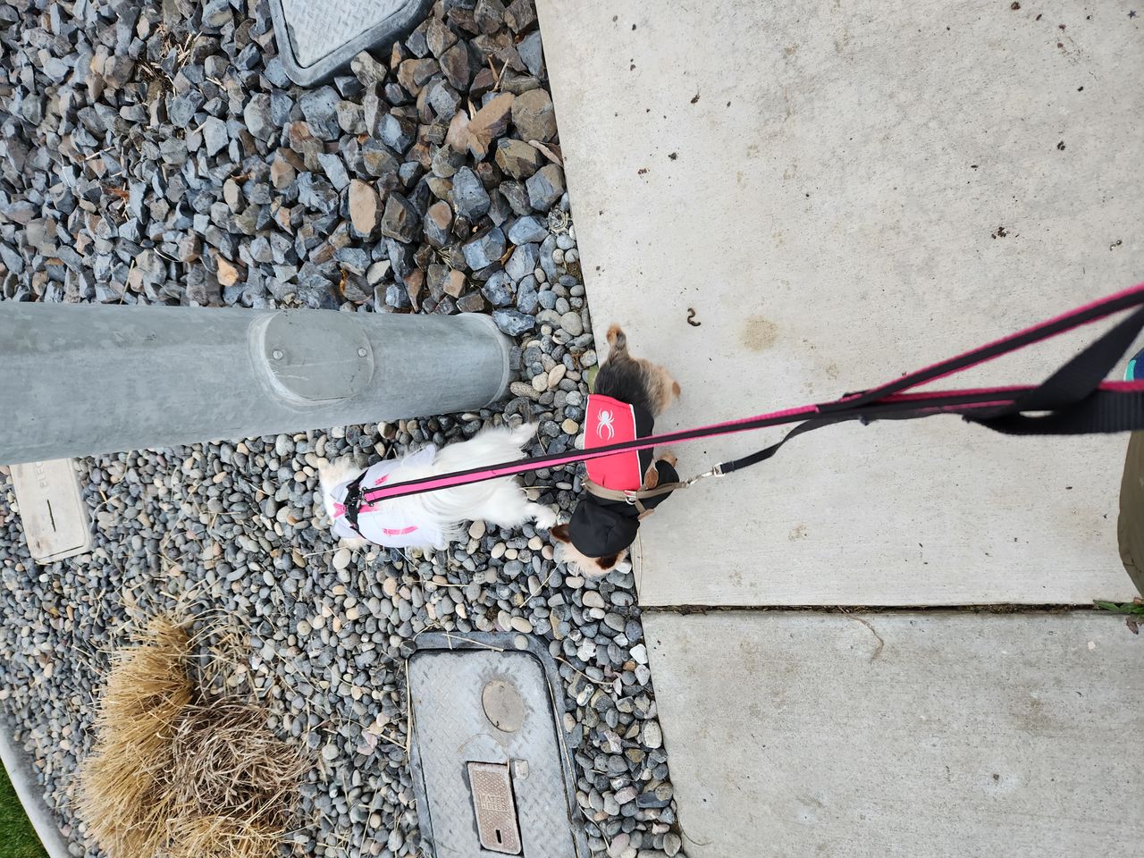 Pet travel photo 5