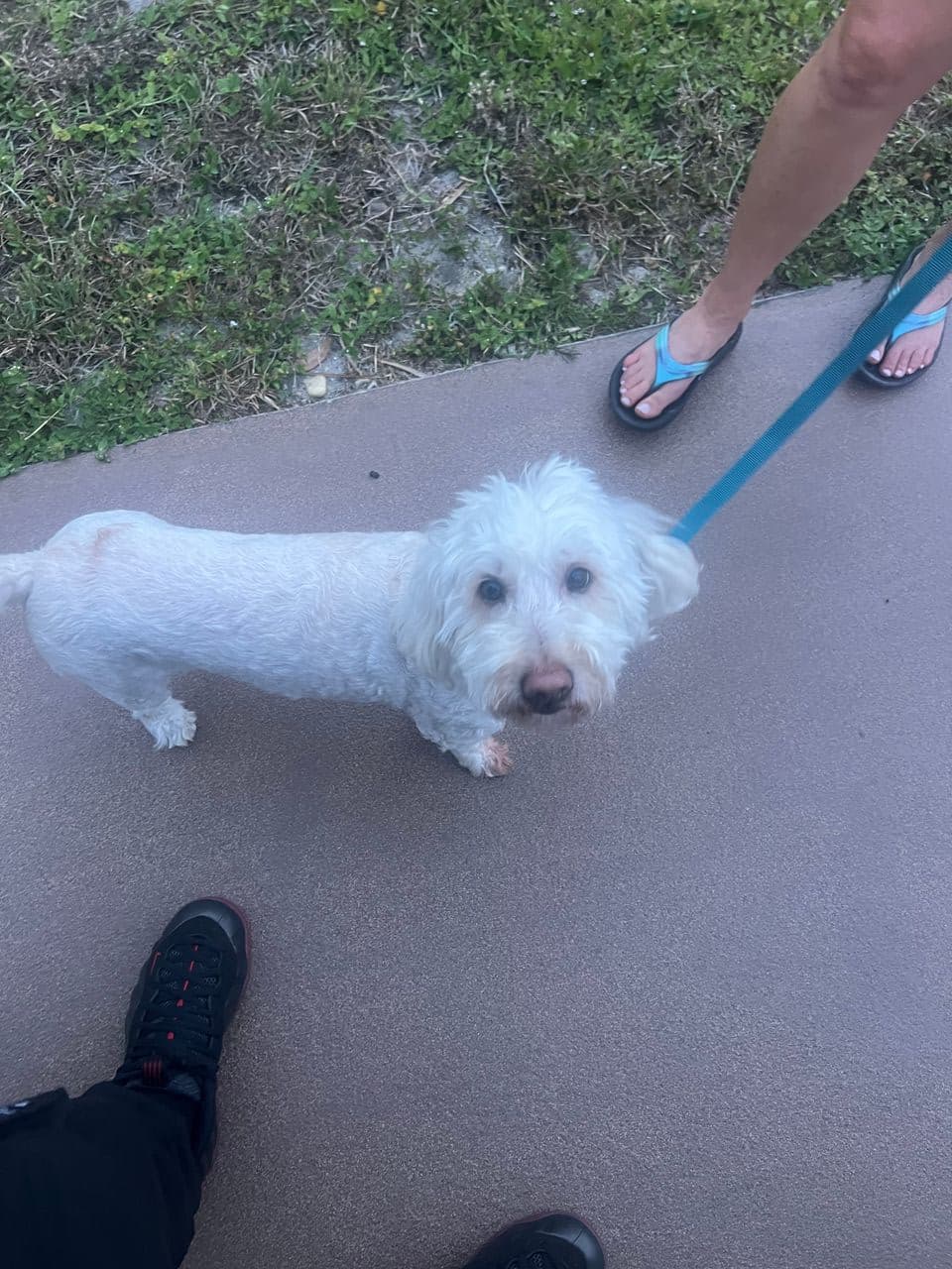 Pet travel photo 4