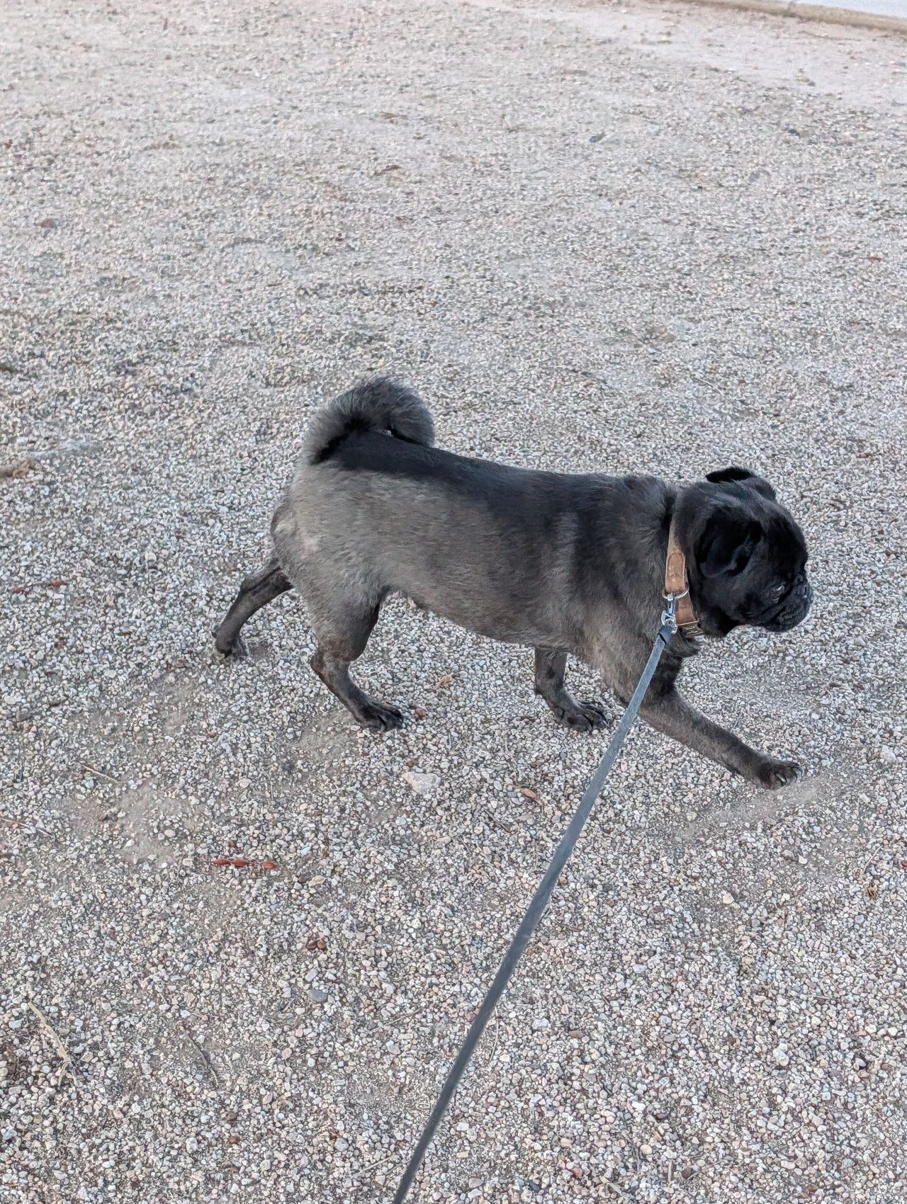 Pet travel photo 2