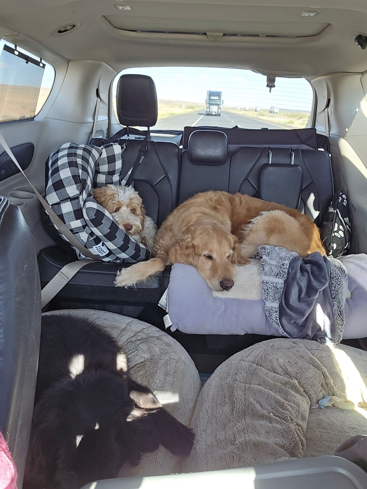 Pet travel photo 4