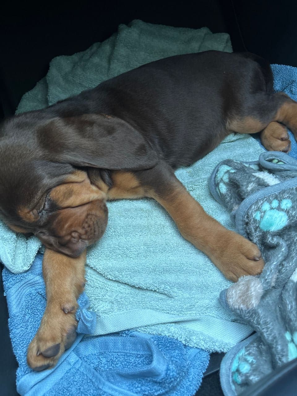 Pet travel photo 1