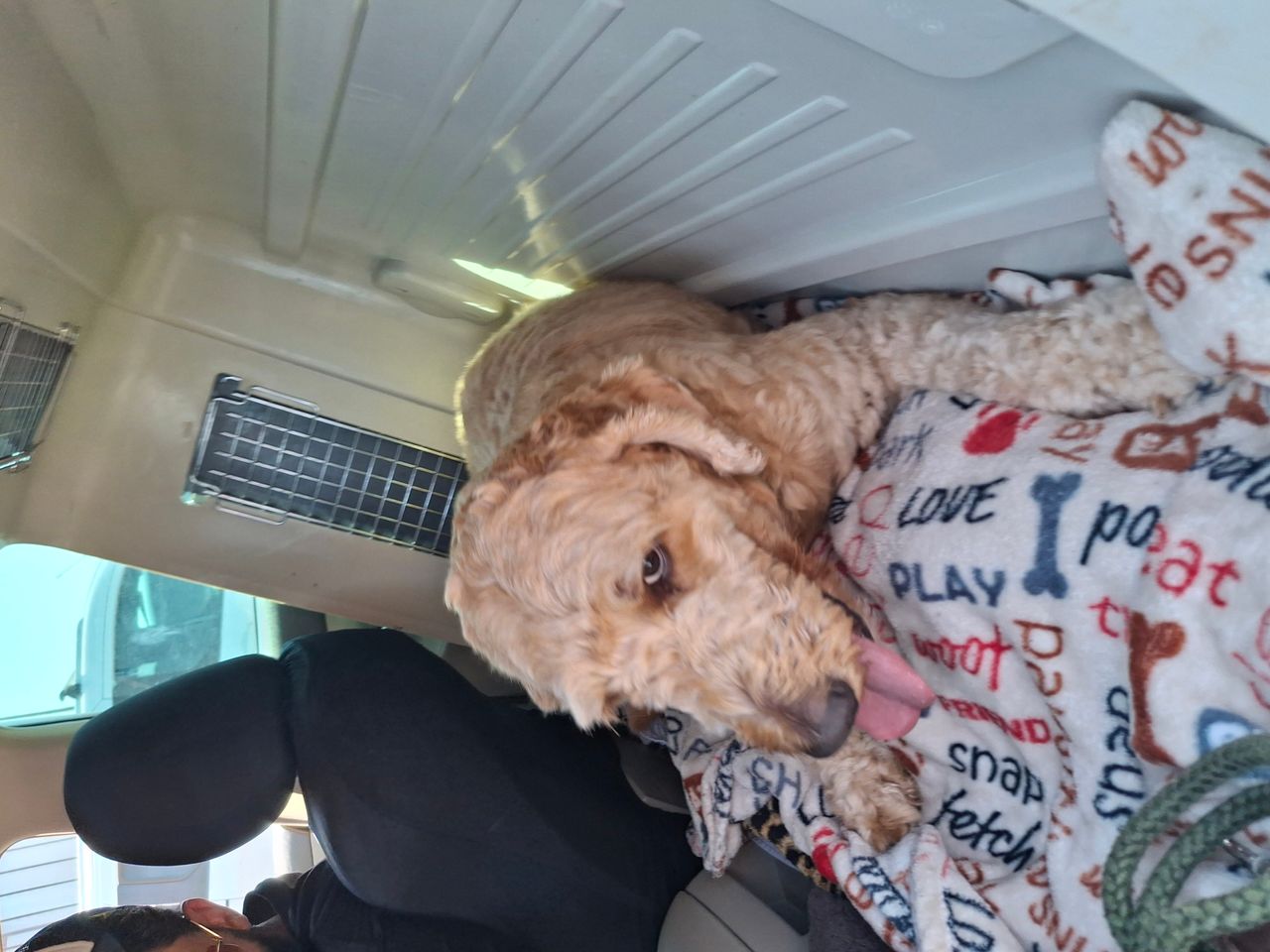 Pet travel photo 5