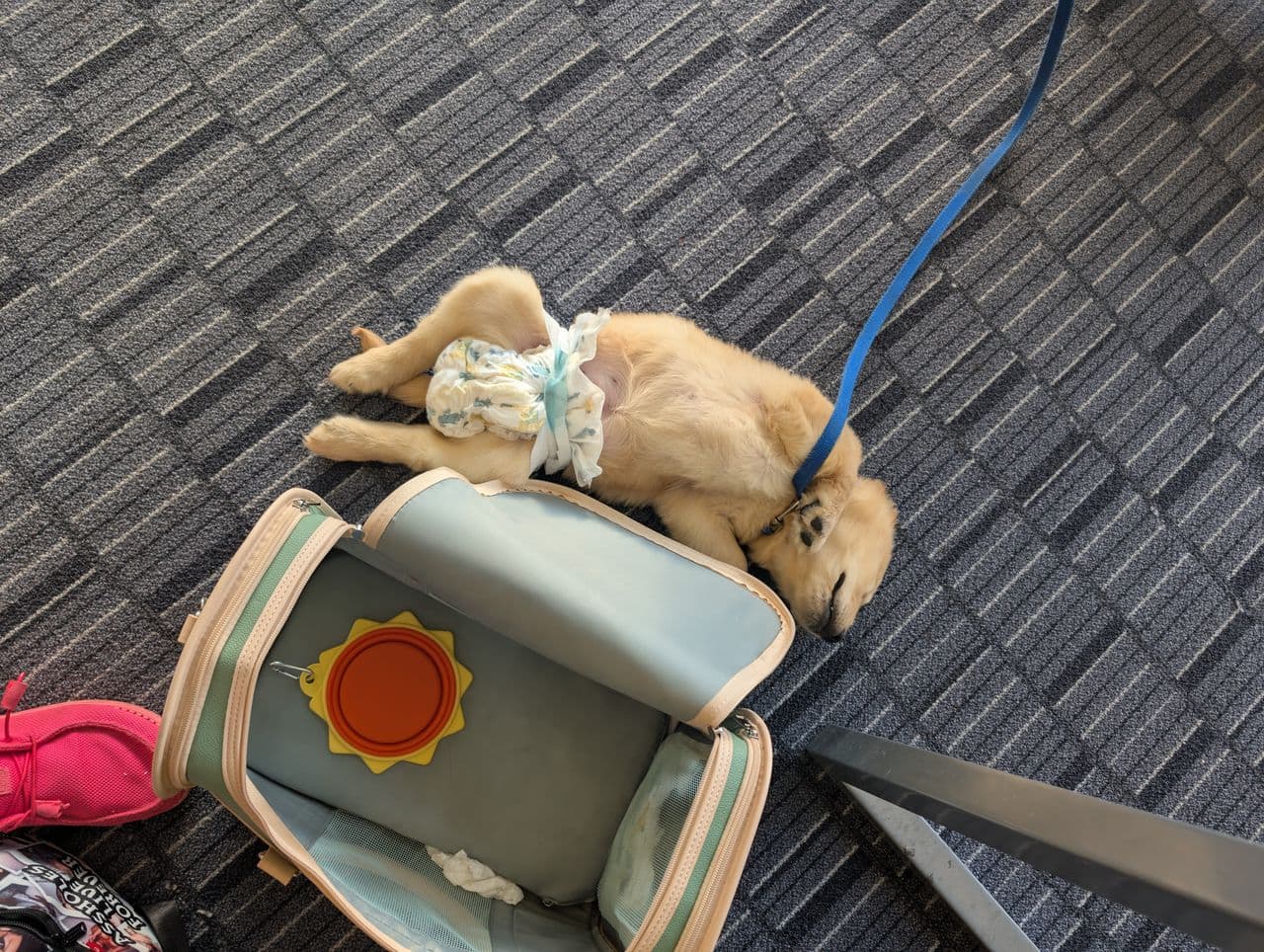 Pet travel photo 6