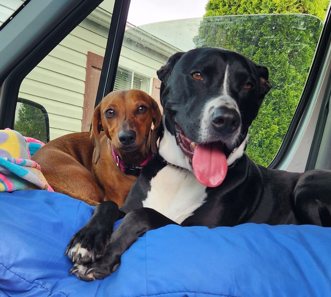 Pet travel photo 2