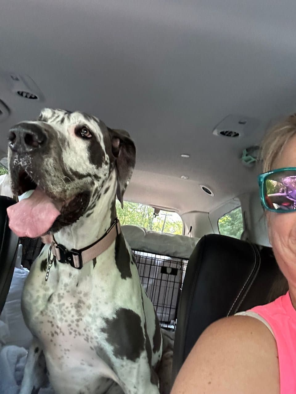 Pet travel photo 6