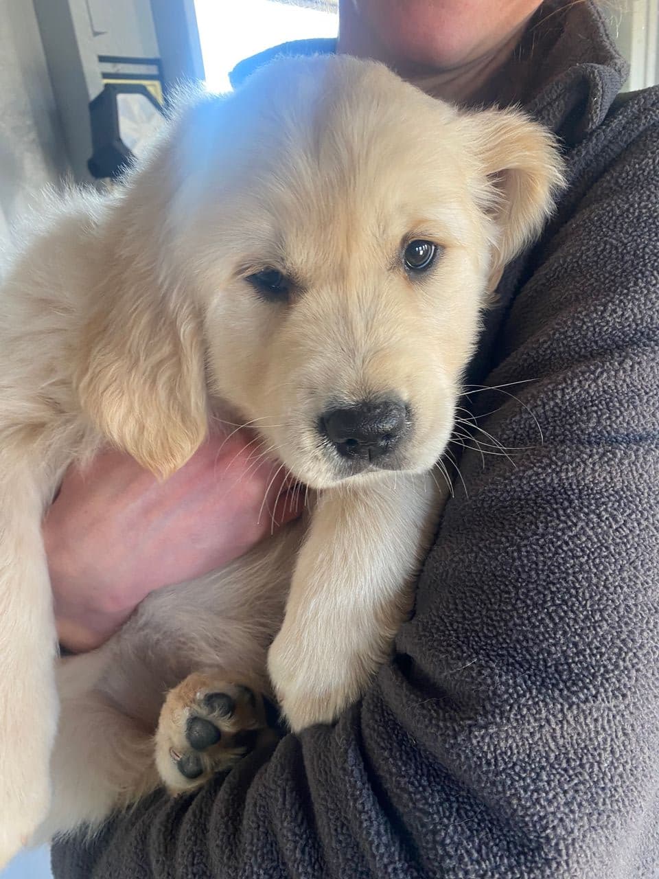 Pet travel photo 1