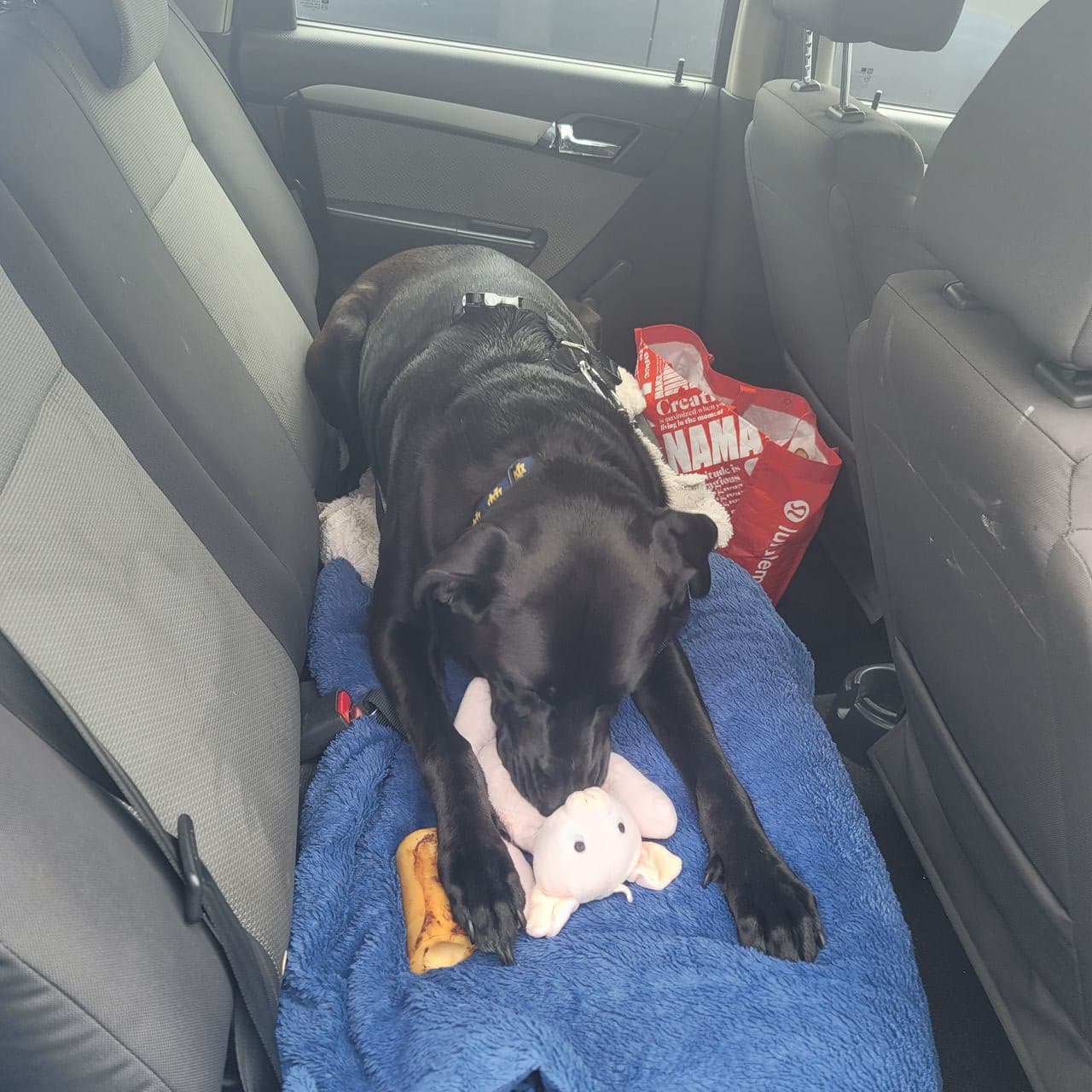 Pet travel photo 1