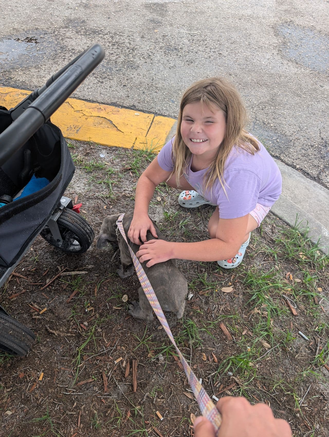 Pet travel photo 1