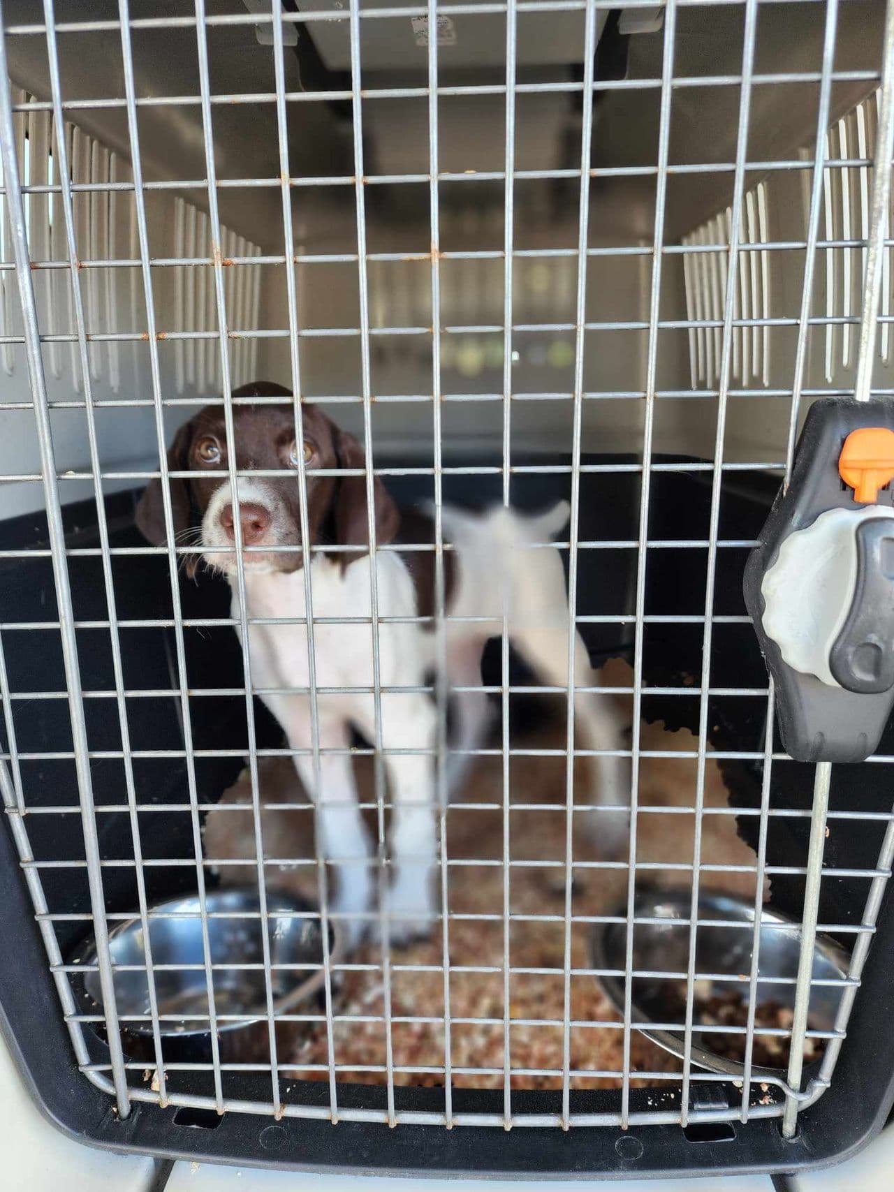 Pet travel photo 6