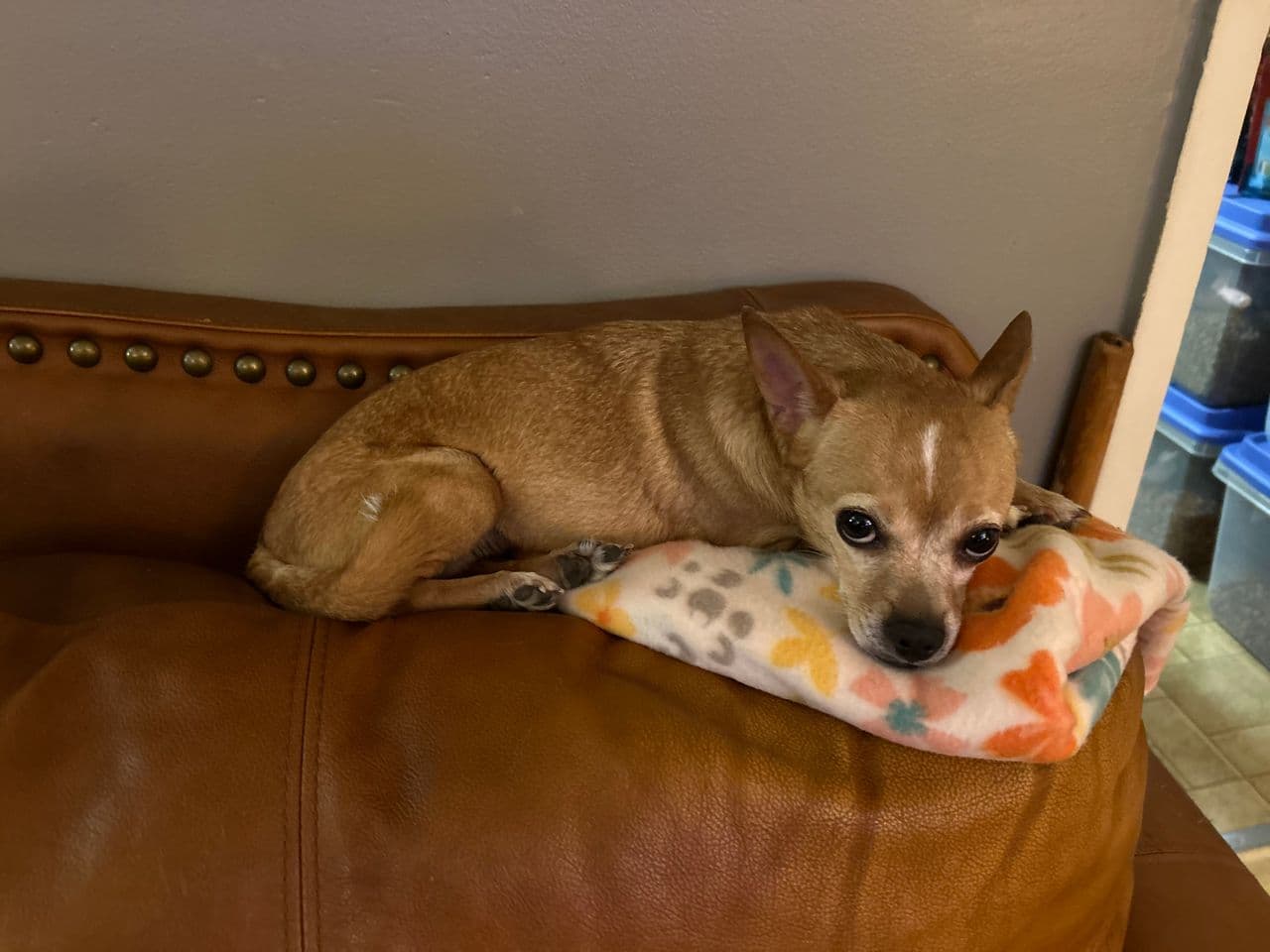 Pet travel photo 2