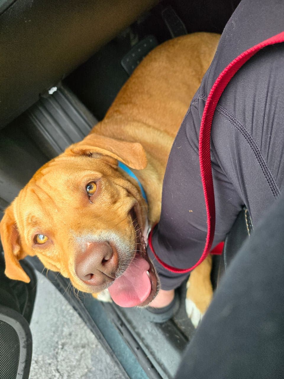 Pet travel photo 2