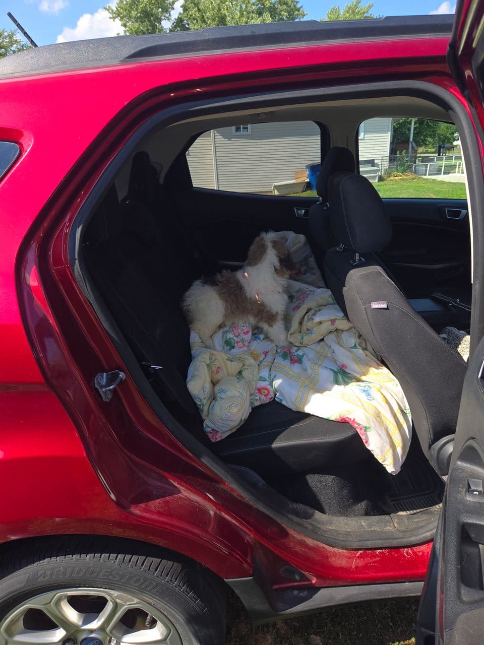Pet travel photo 6