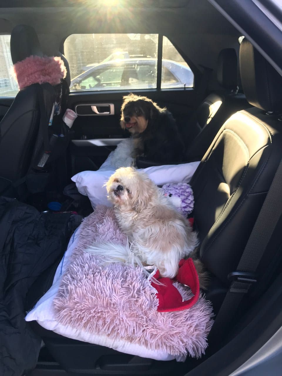 Pet travel photo 2