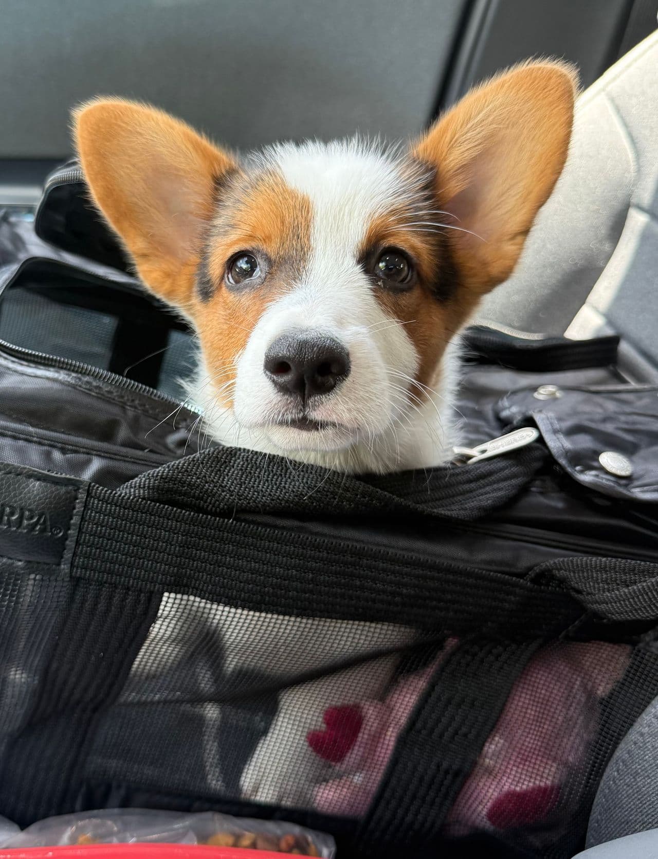 Pet travel photo 3