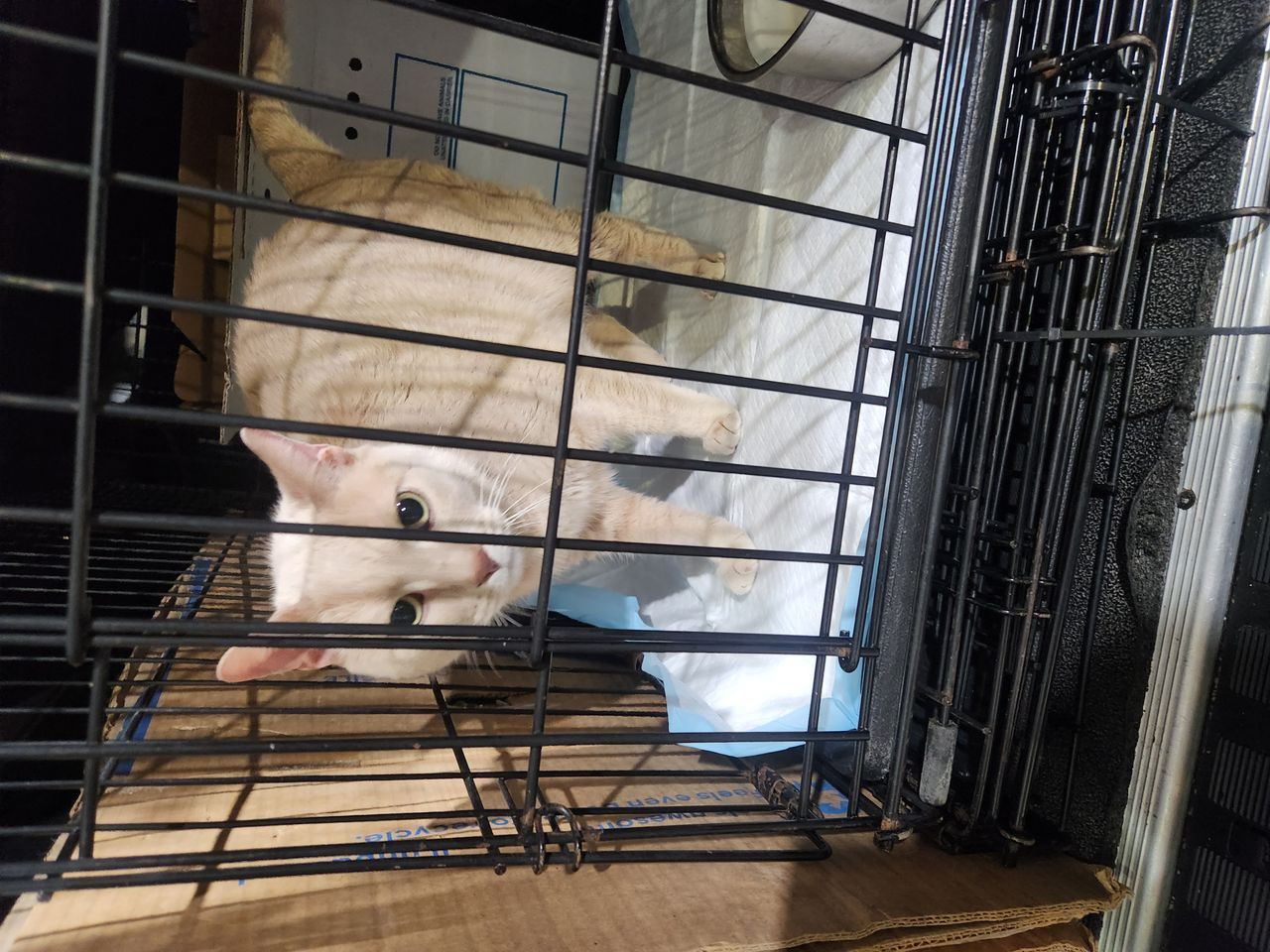 Pet travel photo 4