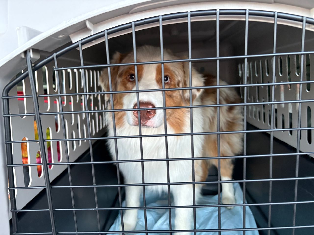 Pet travel photo 1