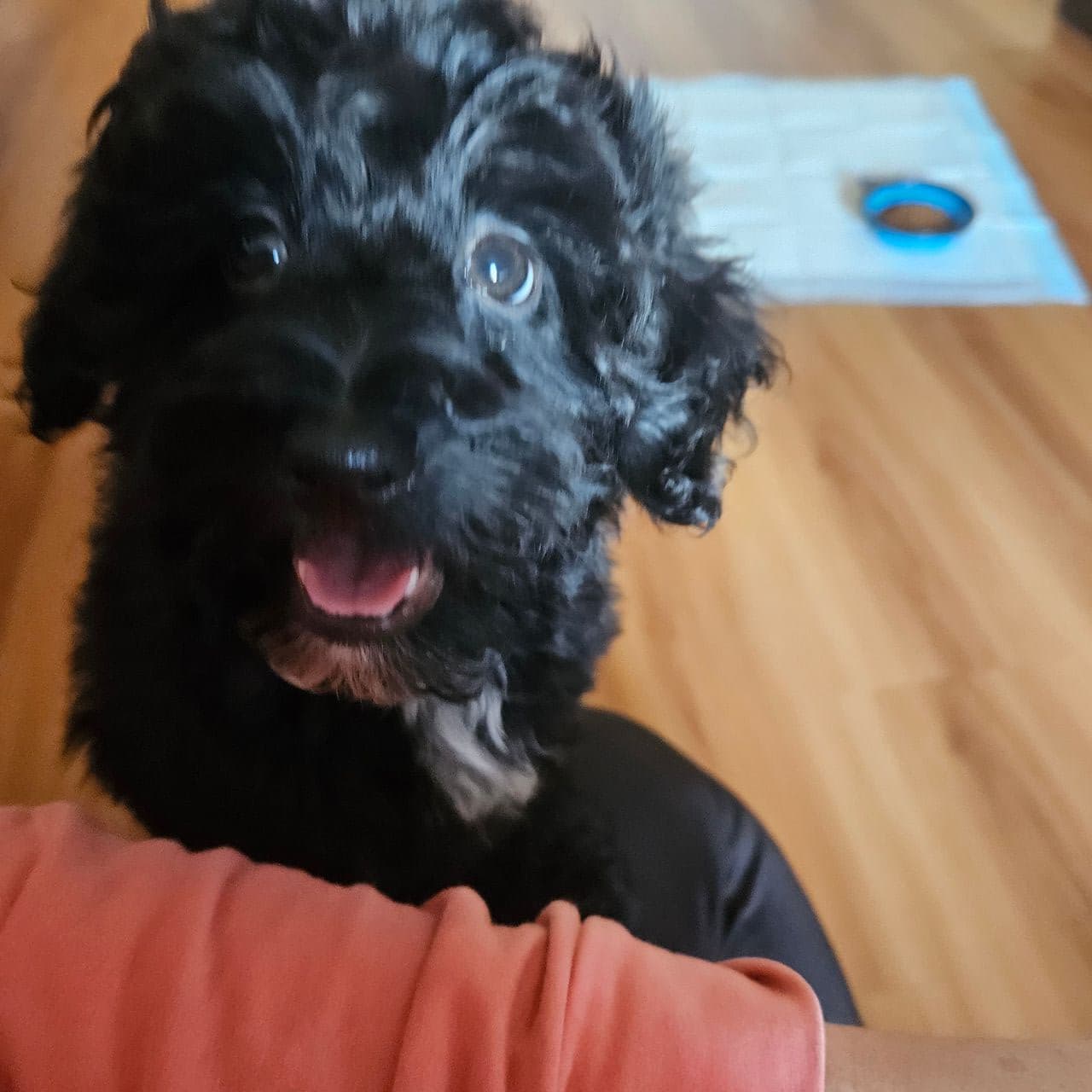 Pet travel photo 3