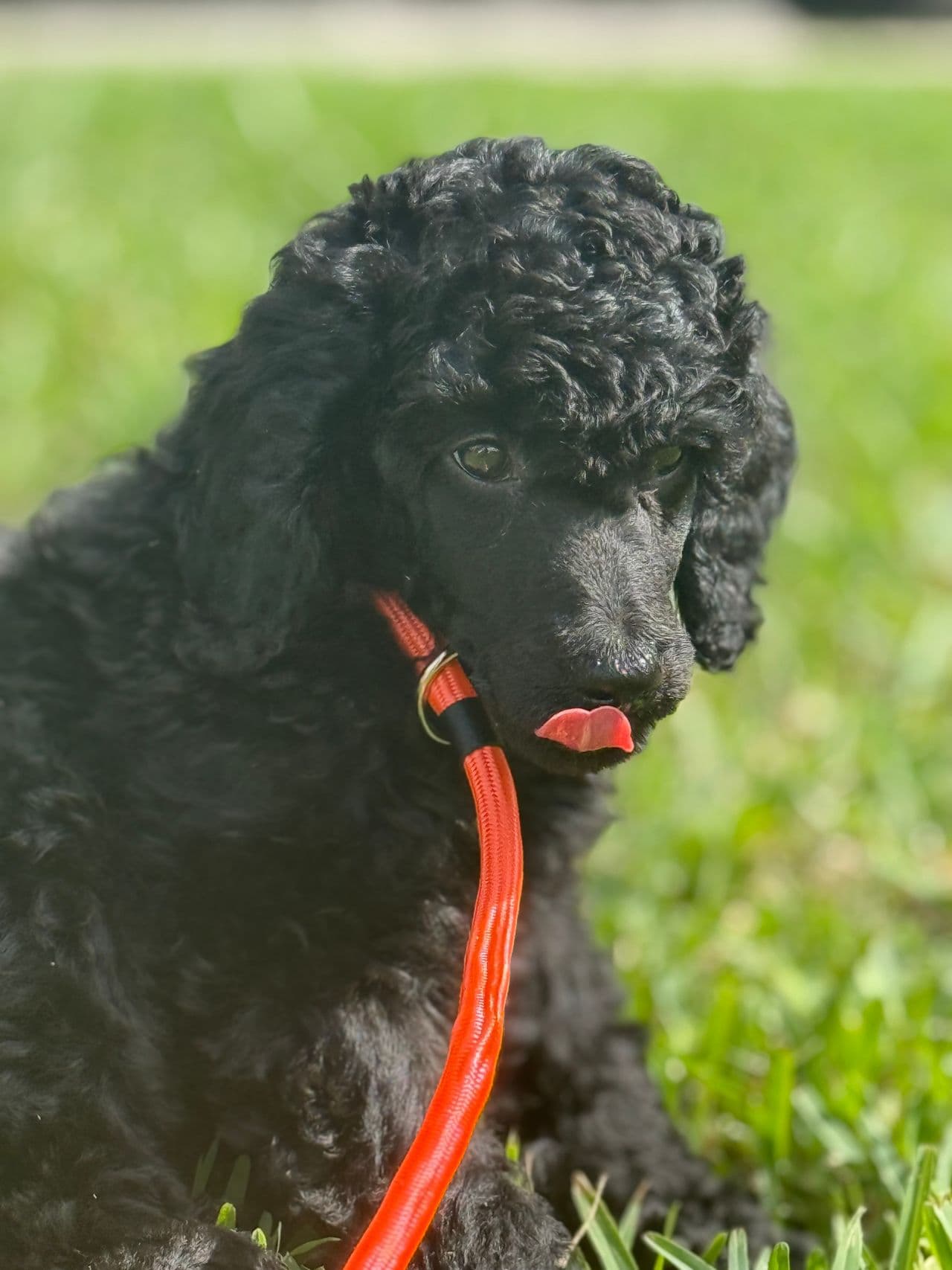 Pet travel photo 3