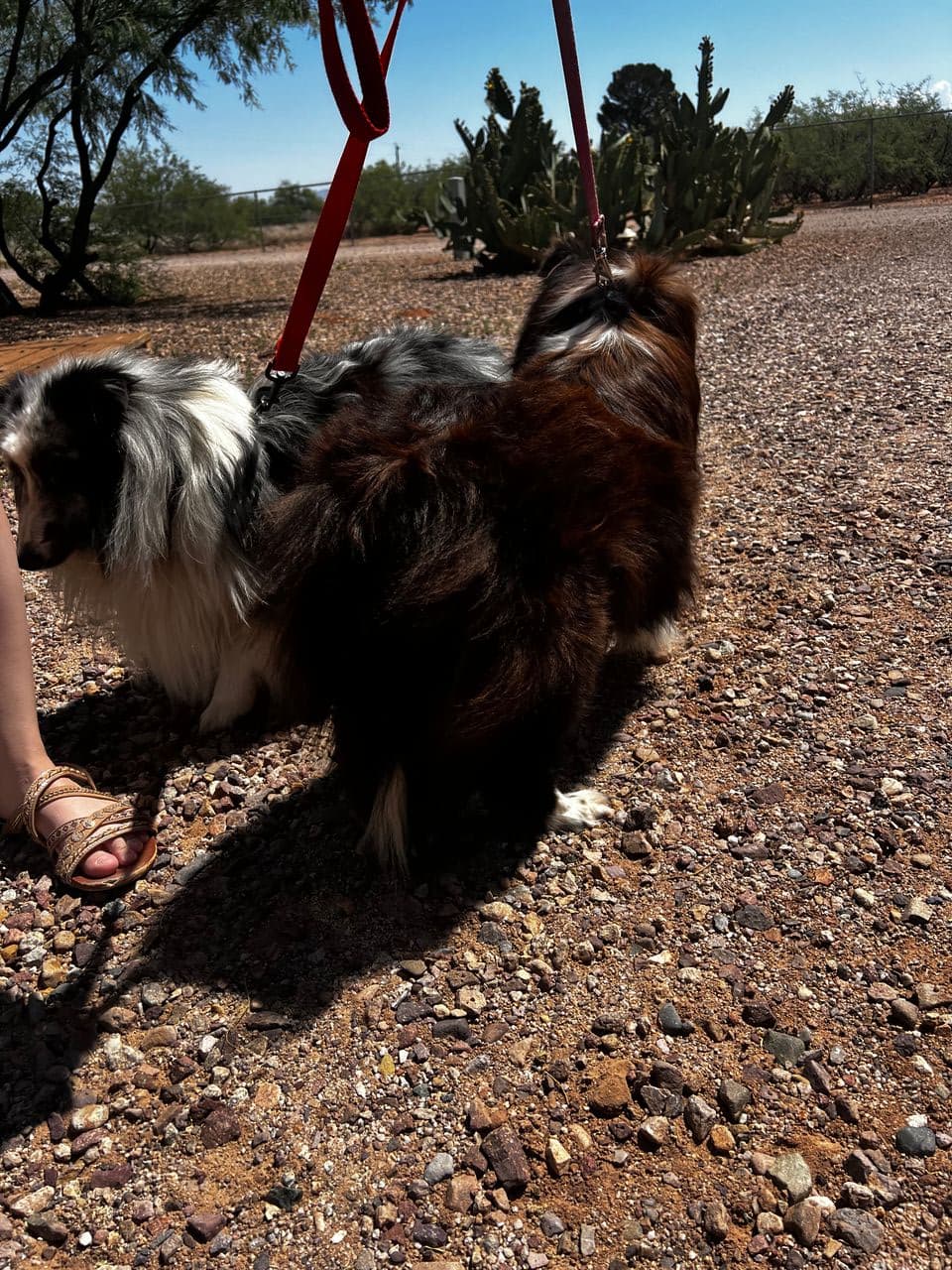 Pet travel photo 1