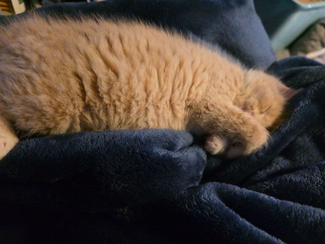 Pet travel photo 5
