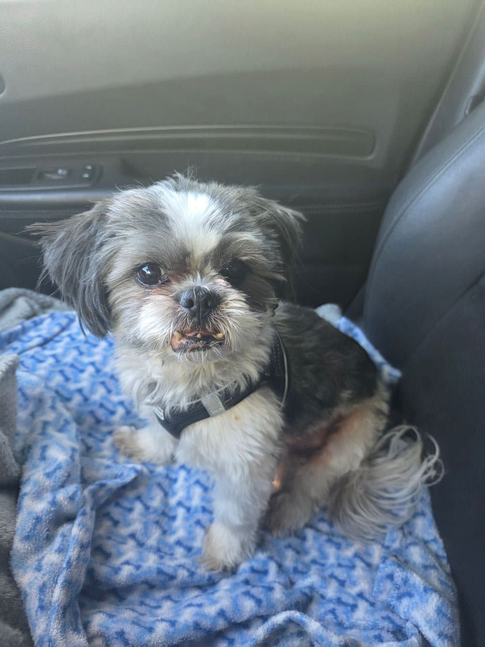 Pet travel photo 3
