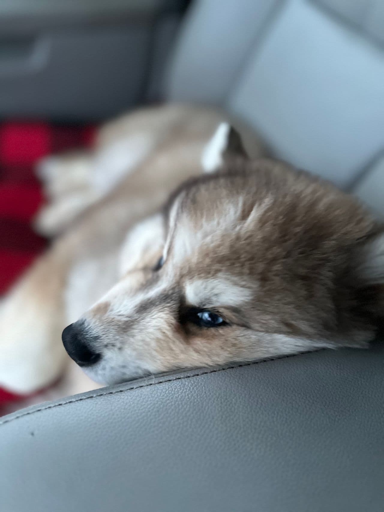 Pet travel photo 6