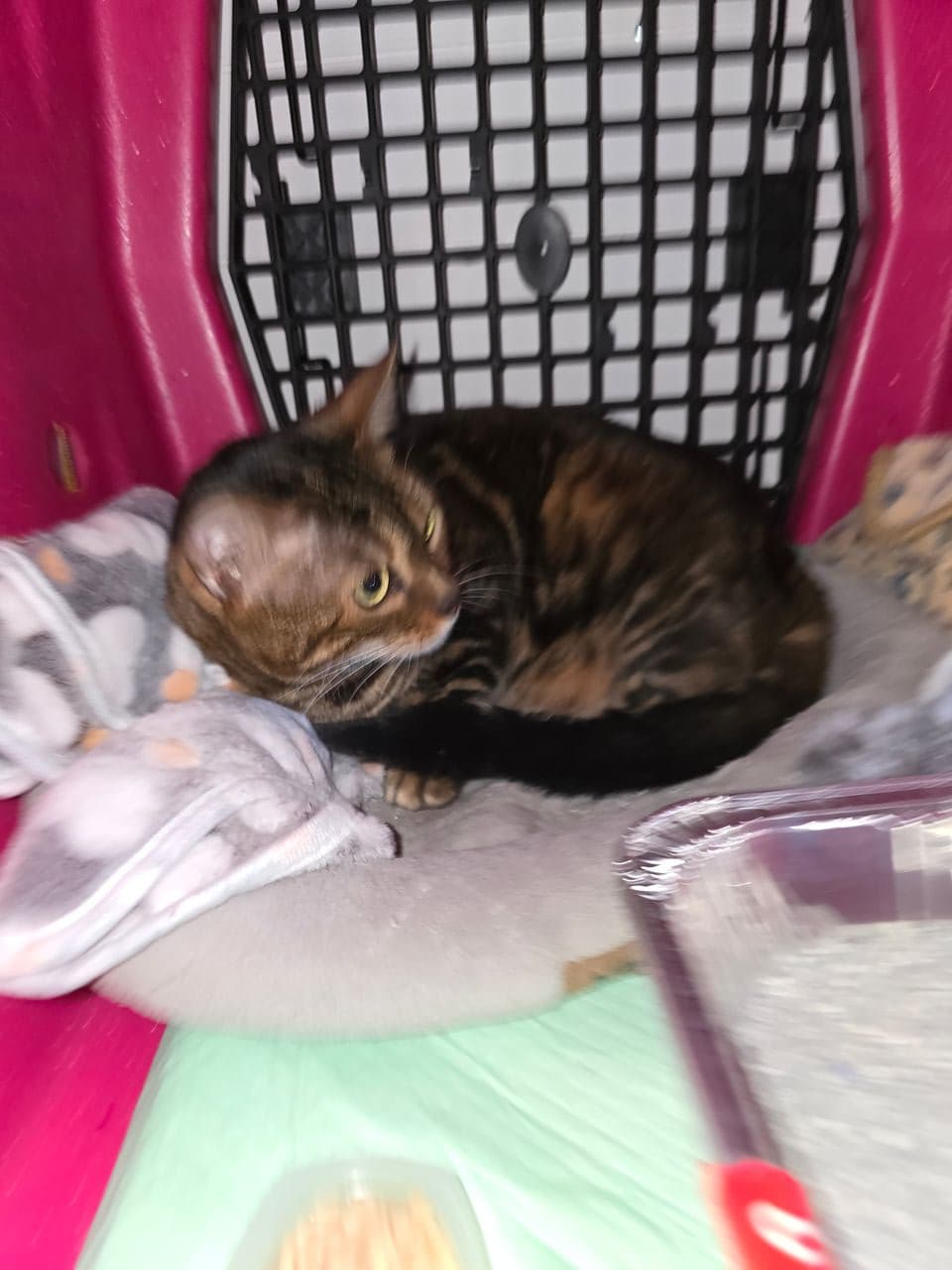 Pet travel photo 1