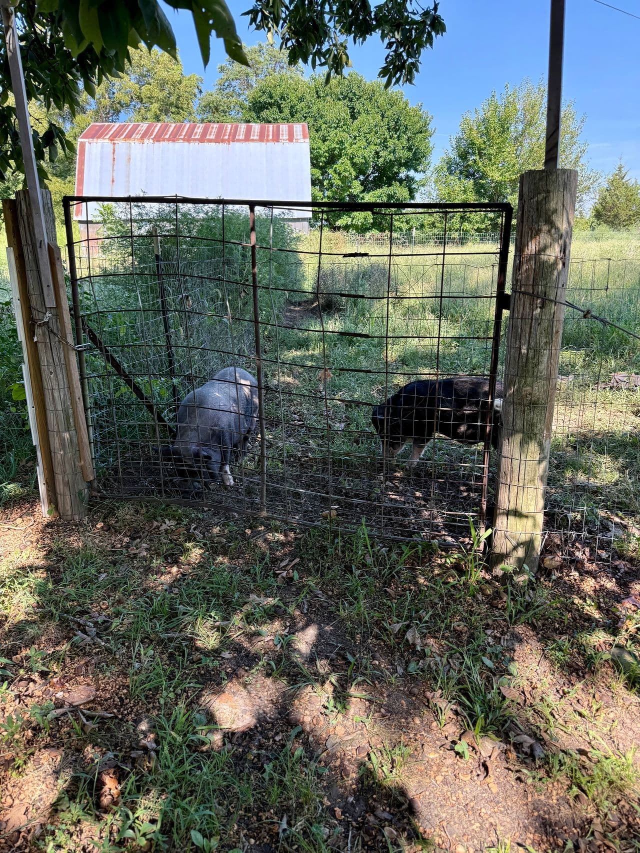 Pet travel photo 2