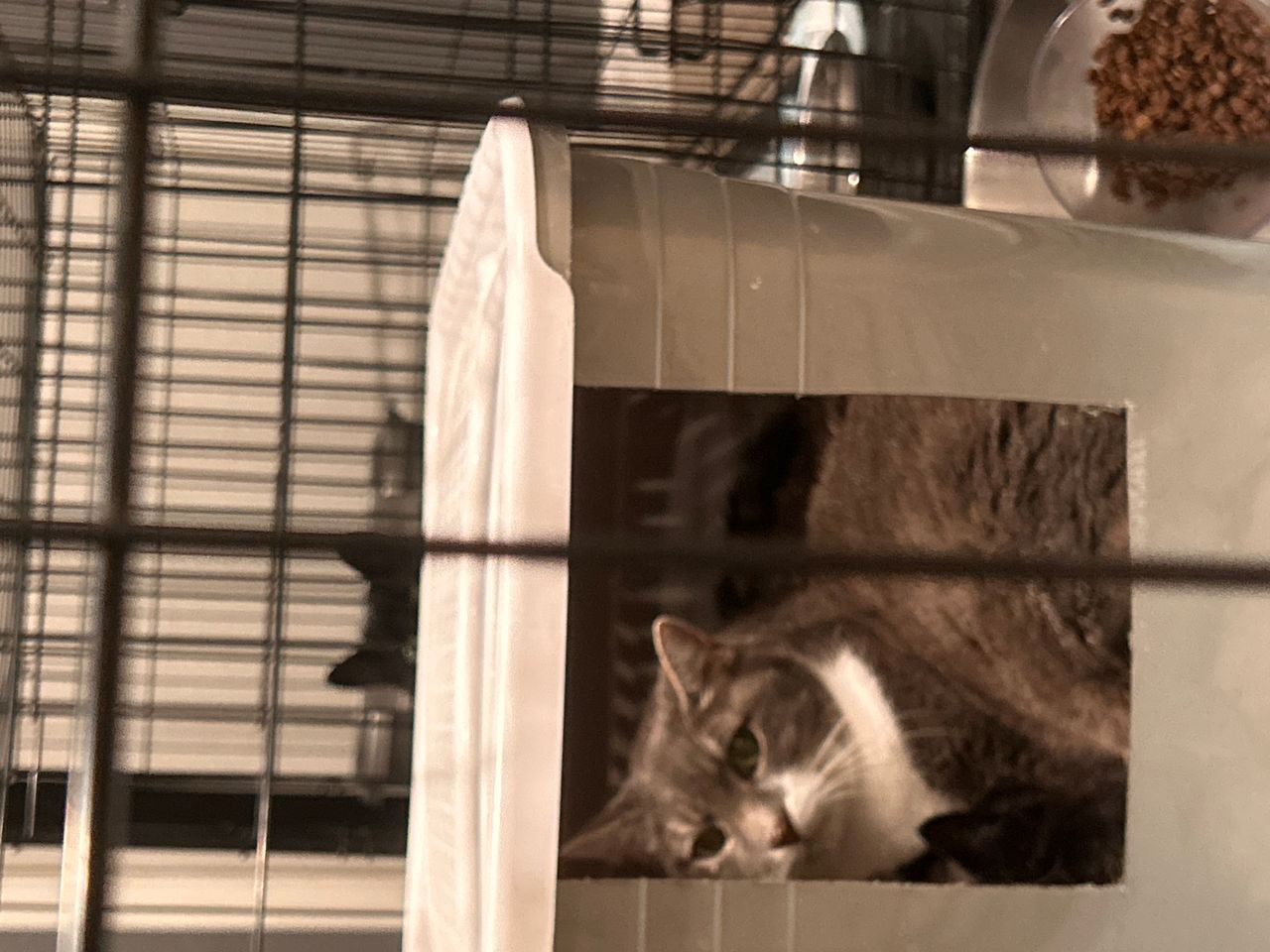 Pet travel photo 6
