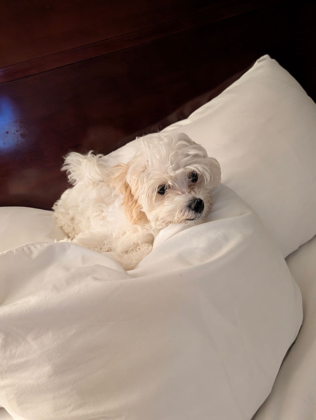Pet travel photo 5