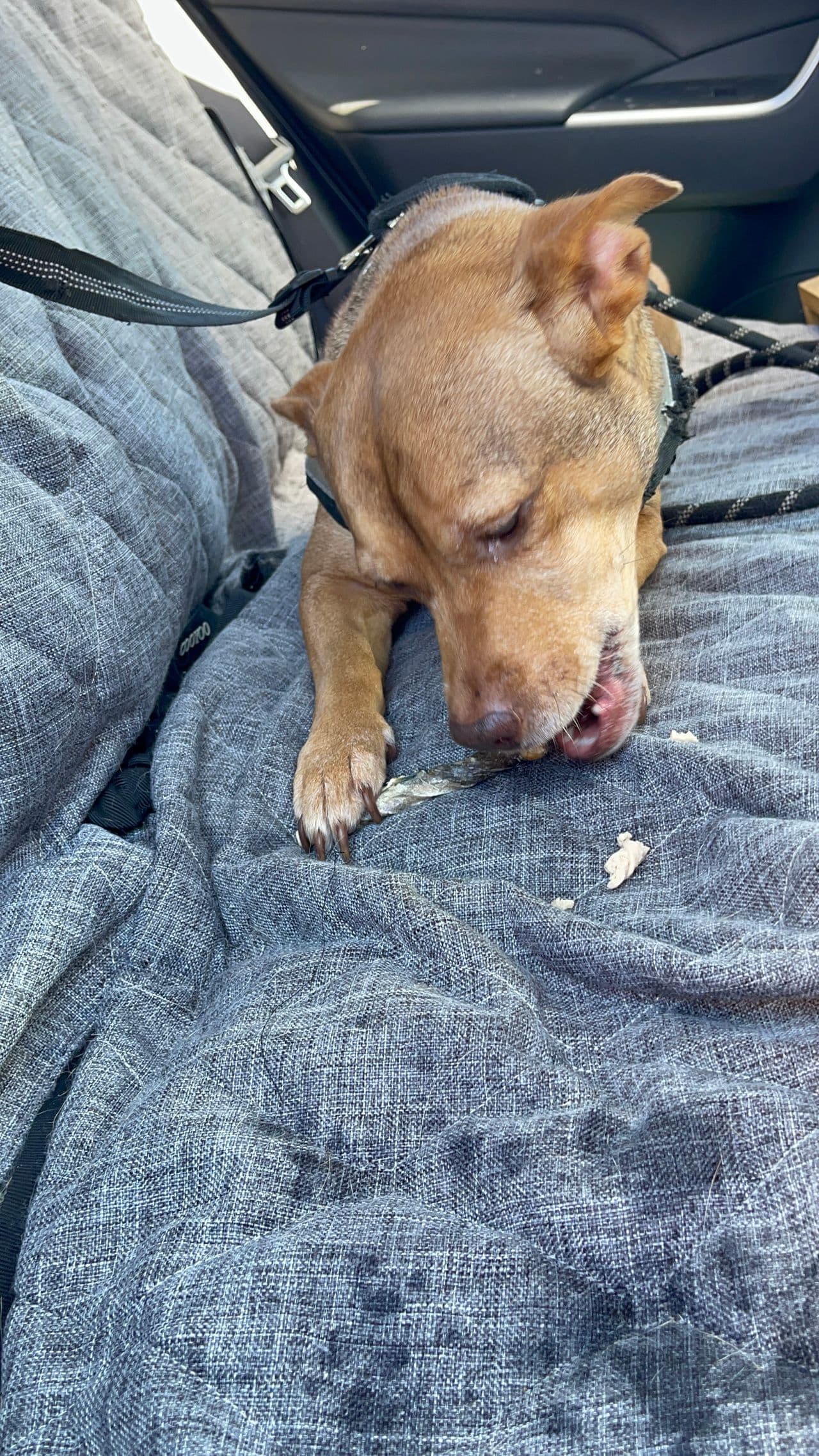 Pet travel photo 4