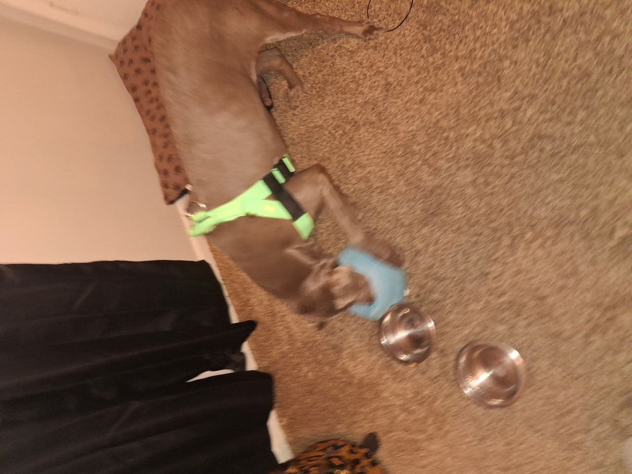 Pet travel photo 6
