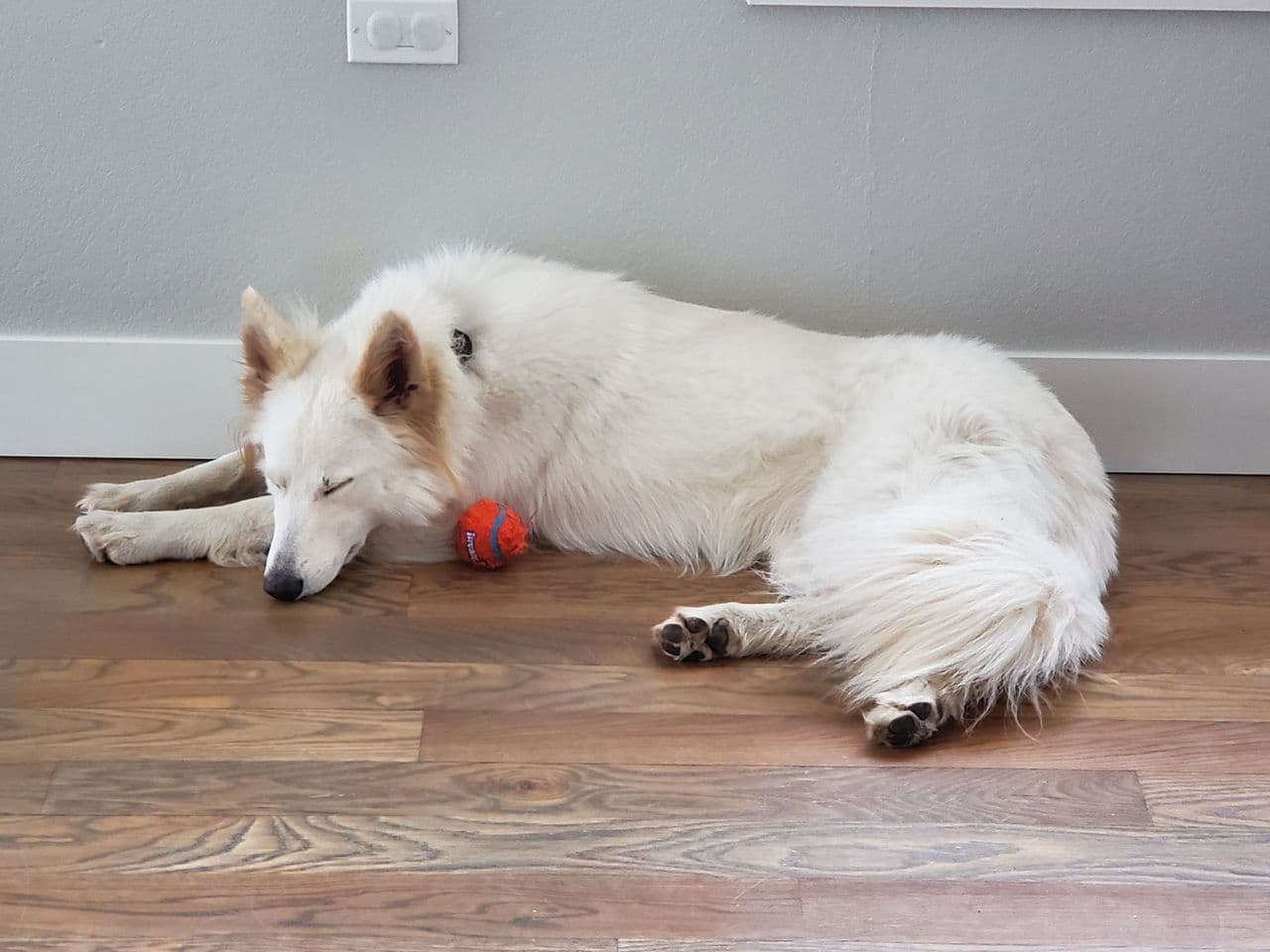 Pet travel photo 6