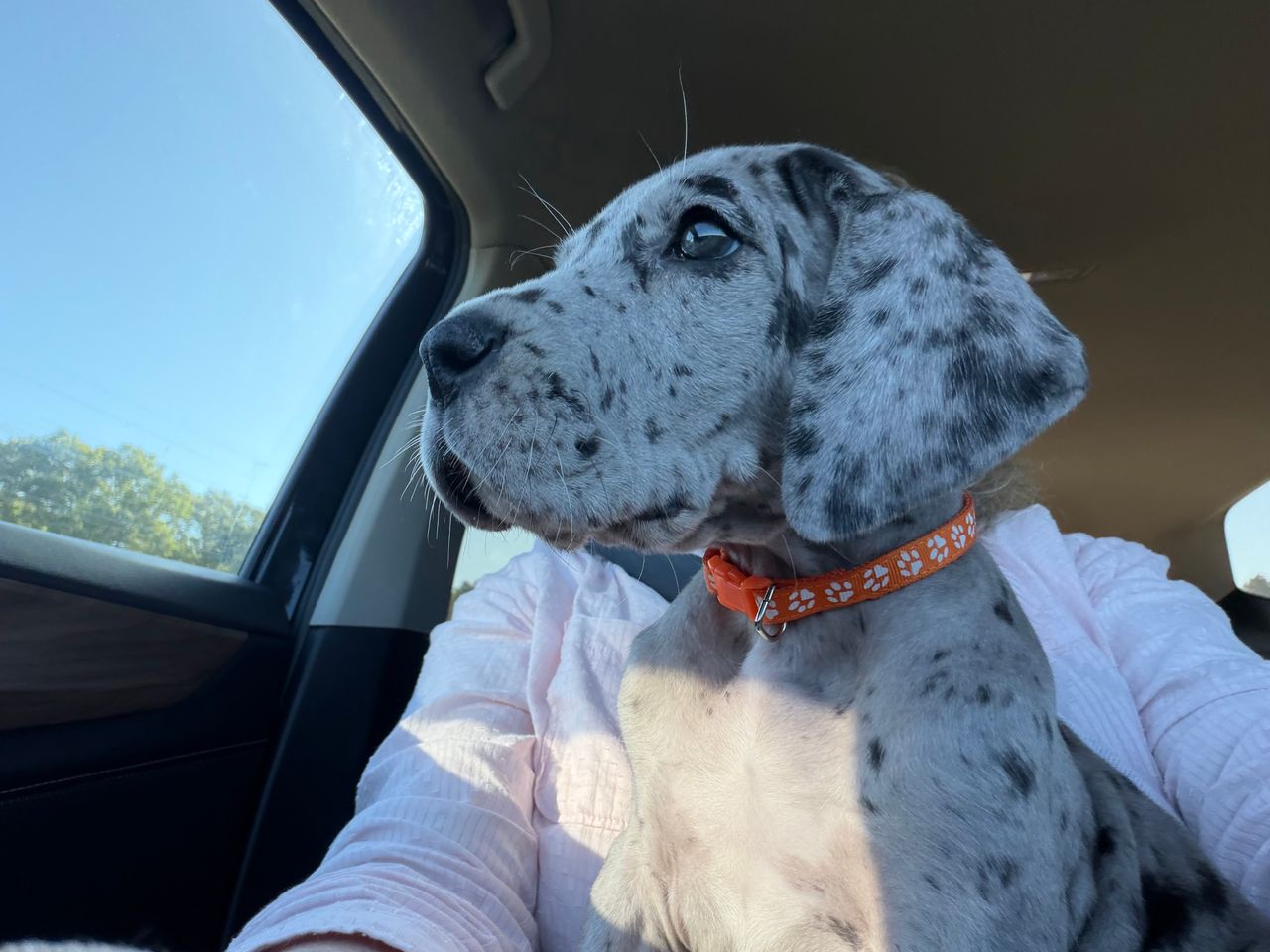 Pet travel photo 1