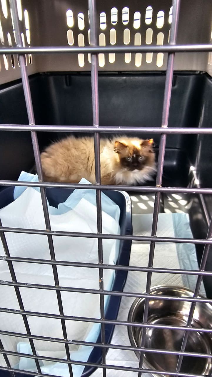 Pet travel photo 3
