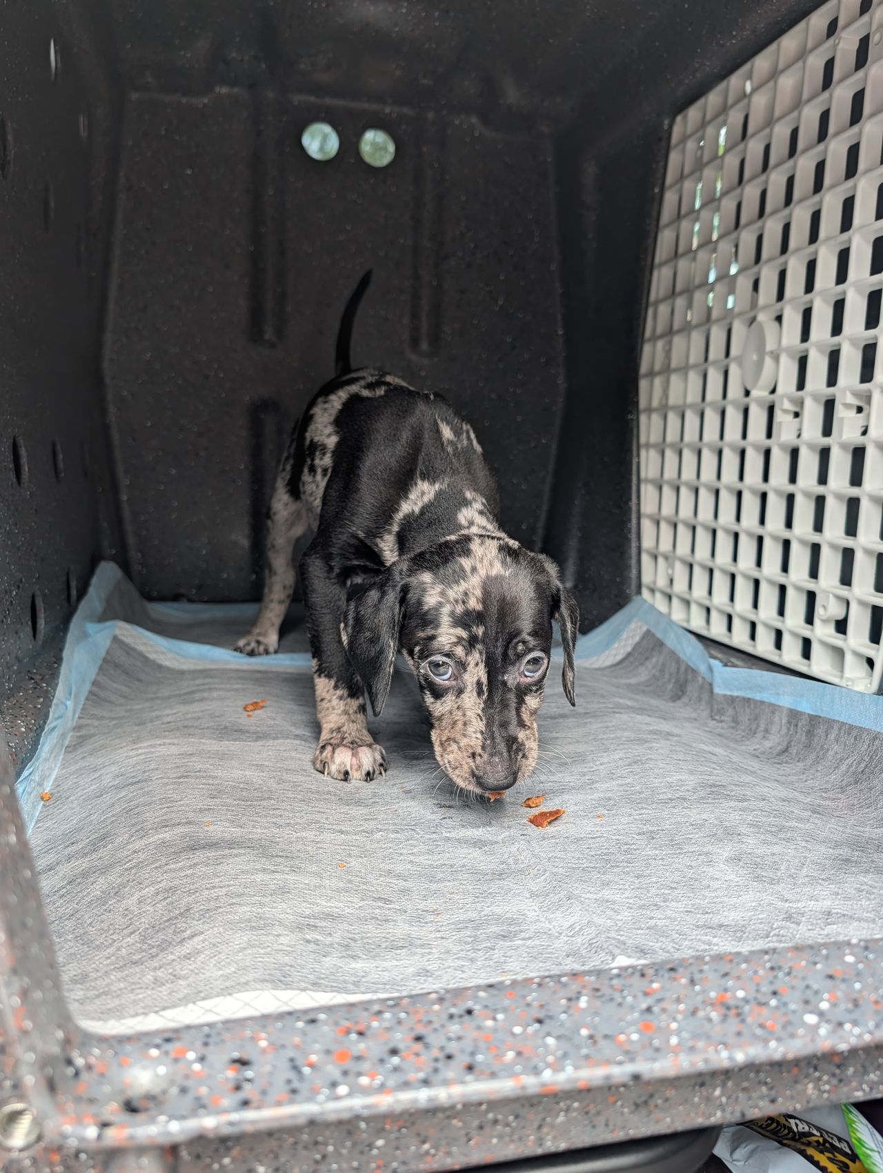 Pet travel photo 4