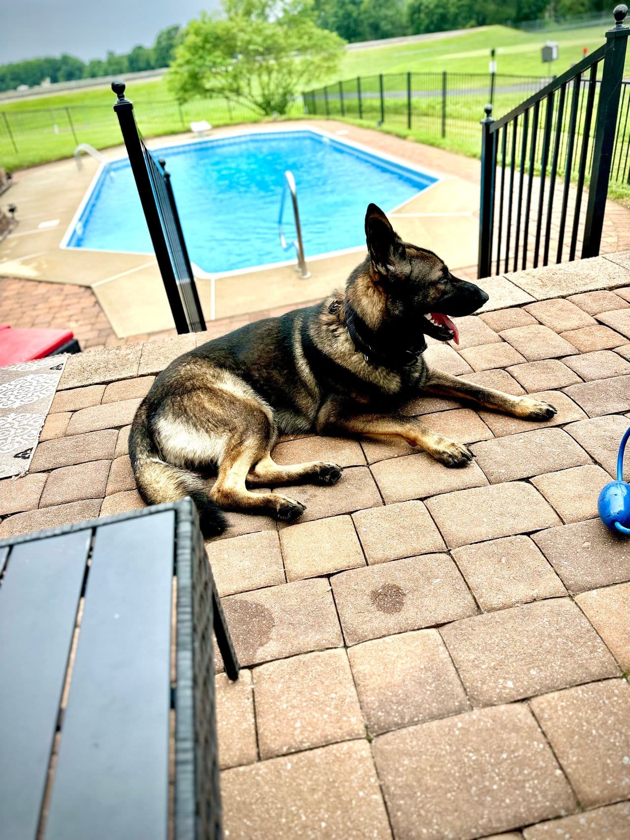 Pet travel photo 4