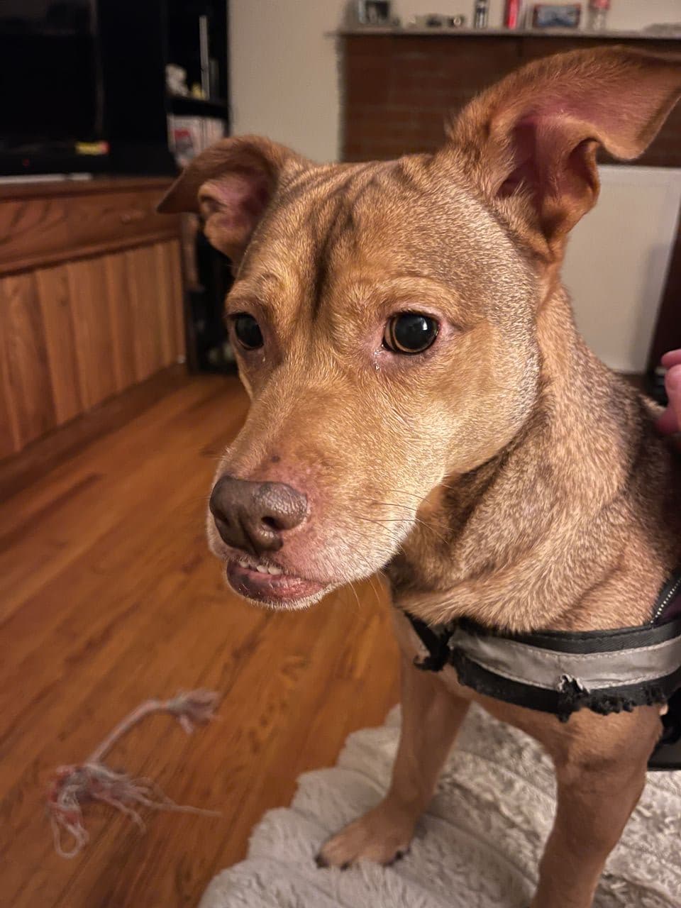 Pet travel photo 3