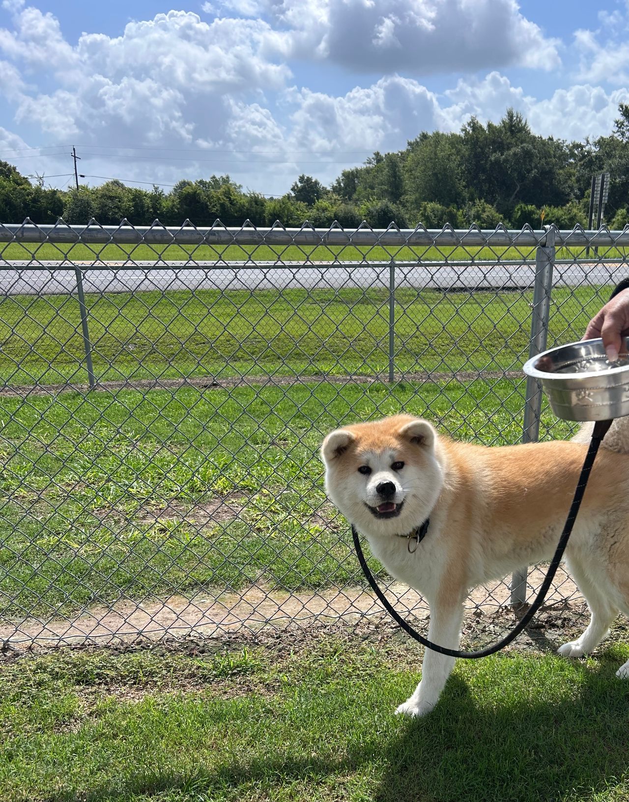 Pet travel photo 3