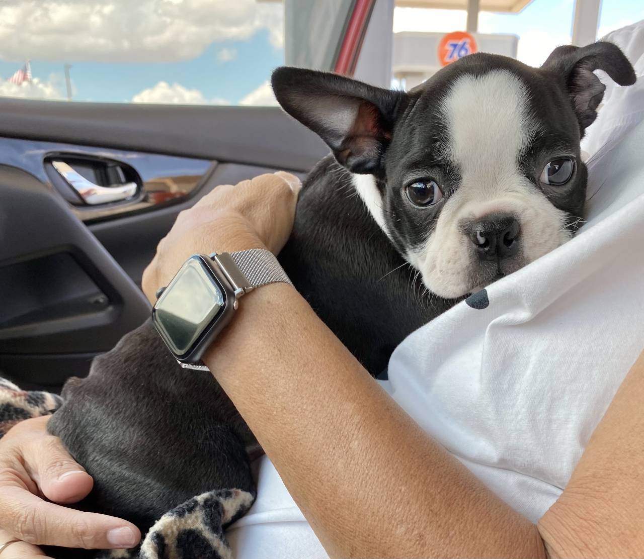 Pet travel photo 6